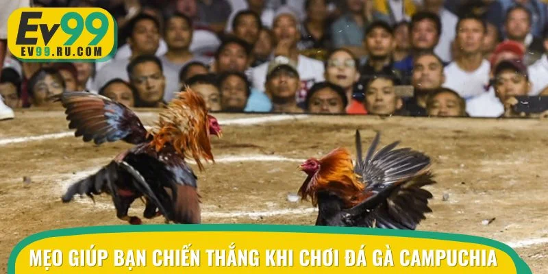Mẹo giúp bạn chiến thắng dễ dàng khi chơi đá gà Campuchia