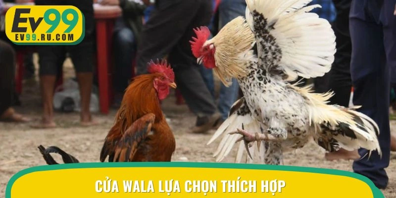 Cửa Wala trong đá gà trực tiếp C1 lựa chọn thích hợp